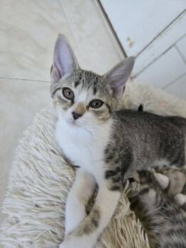 PEGGY -  Domestic Short Hair Cat for Adoption in Holbrook, New York - PEGGY | PetCurious