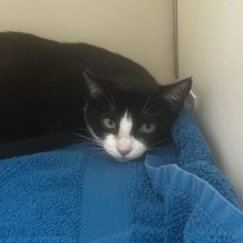 Batgirl -  Domestic Short Hair Cat for Adoption in Burlington, Ontario - Batgirl | PetCurious