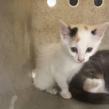 Sparda -  Domestic Short Hair Cat for Adoption in Philadelphia, Pennsylvania - Sparda | PetCurious