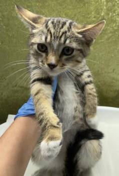 BUB -  Domestic Short Hair Cat Available for Adoption in Riverside, California - BUB | PetCurious