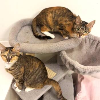 Latte -  Domestic Short Hair Cat for Adoption in Brownsboro, Alabama - Latte | PetCurious