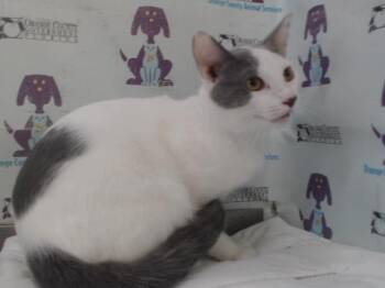 A600484 -  Domestic Short Hair Cat for Adoption in Orlando, Florida - A600484 | PetCurious