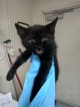 Rescue Domestic Short Hair Cats for Adoption in Roseville, California - Jett | PetCurious