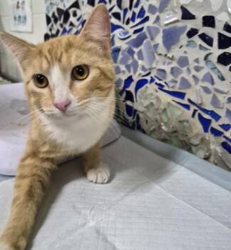 American Shorthair and Domestic Short Hair Cats Available for Adoption - MINOU | PetCurious