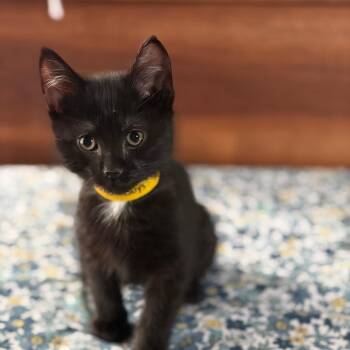 Nico buys Happy Meals C11197 -  Domestic Short Hair Cat Available for Adoption - Nico Buys Happy Meals C11197 | PetCurious