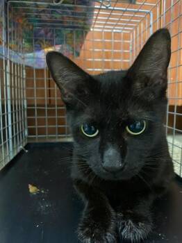 ROBIN -  Domestic Short Hair Cat for Adoption in Fort Myers, Florida - ROBIN | PetCurious