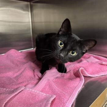 Olive -  Domestic Short Hair Cat for Adoption in Ottawa, Kansas - Olive | PetCurious