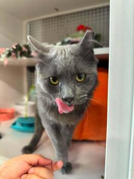 Brody -  Siberian and Nebelung Cat for Adoption in Chicago, Illinois - Brody | PetCurious