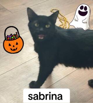 Sabrina -  Domestic Medium Hair Cat for Adoption in Reno, Nevada - Sabrina | PetCurious