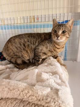 Moira -  Domestic Short Hair Cat for Adoption in Vancouver, Washington - Moira | PetCurious