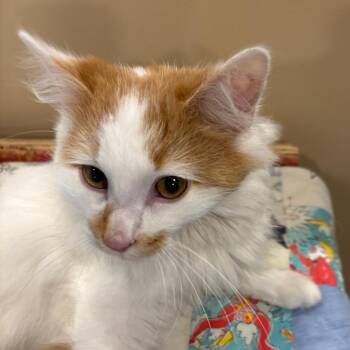 Domestic Long Hair Cats Available for Adoption in Tipton, Indiana - Lord Fluffington | PetCurious