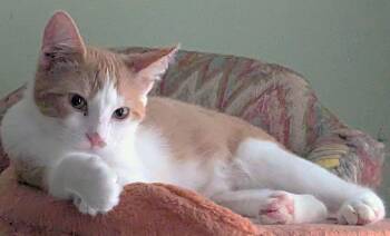 Seesaw -  Tabby and Domestic Short Hair Cat for Adoption in Boston, Massachusetts - Seesaw | PetCurious