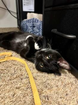 Rescue Domestic Short Hair Cats for Adoption in Pittsburgh, Pennsylvania - Rain Boots | PetCurious
