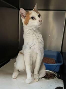 DOMINIC -  Domestic Short Hair Cat for Adoption in West Valley City, Utah - DOMINIC | PetCurious