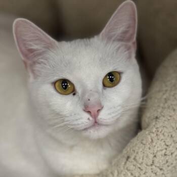 Domestic Short Hair Cats Available for Adoption - Baby | PetCurious