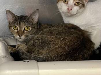 Rescue Domestic Short Hair Cats for Adoption in Roanoke, Virginia - Bertie | PetCurious