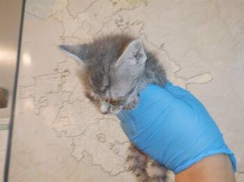 PRINGLE -  Domestic Short Hair Cat for Adoption in San Jose, California - PRINGLE | PetCurious