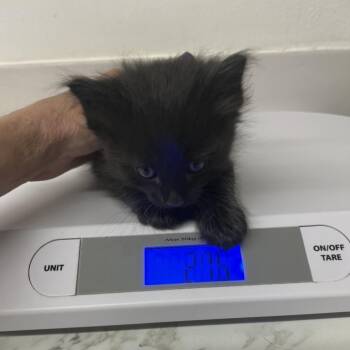 Domestic Short Hair Cats Available for Adoption in St. Louis, Missouri - Da