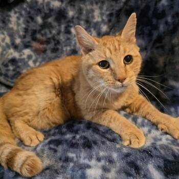 Domestic Short Hair Cats Available for Adoption in Bentonville, Arkansas - Winston | PetCurious