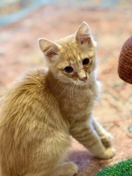 Rescue Domestic Long Hair Cats for Adoption in Stockton, California - Jasper | PetCurious