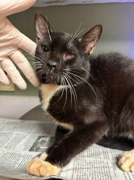 BISCUIT BANDIT -  Domestic Short Hair Cat for Adoption in Jacksonville, Florida - BISCUIT BANDIT | PetCurious