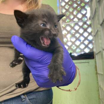 Joanne -  Domestic Short Hair Cat Available for Adoption in St. Helena, California - Joanne | PetCurious