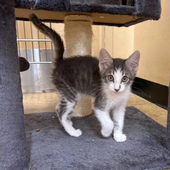 Buster -  Domestic Short Hair Cat for Adoption in Hemet, California - Buster | PetCurious