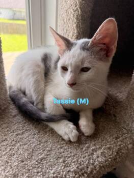Tassie -  Domestic Short Hair Cat for Adoption in Clarksville, Tennessee - Tassie | PetCurious