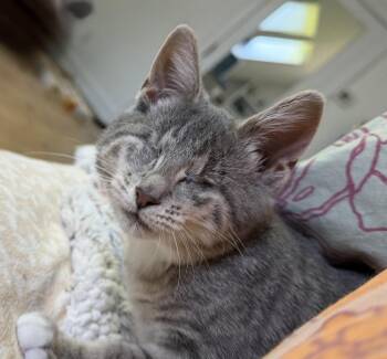 Roomba -  Tabby and Exotic Shorthair Cat for Adoption - Roomba | PetCurious