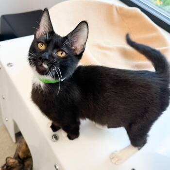 Check Engine -  Domestic Short Hair Cat for Adoption in Fort Wayne, Indiana - Check Engine | PetCurious