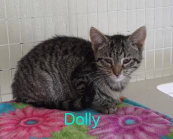 Domestic Short Hair and Tabby Cats Available for Adoption in Williamsburg, Iowa - Dolly (Avaliable Est 6/19/26) | PetCurious
