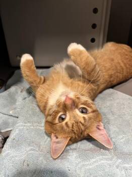 BUTTERED TOAST -  Domestic Short Hair Cat for Adoption in Leesburg, Virginia - BUTTERED TOAST | PetCurious