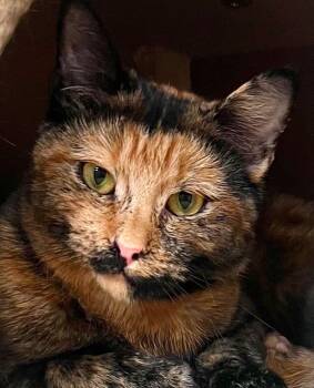 Tortie -  Domestic Short Hair Cat Available for Adoption in Waltham, Massachusetts - Tortie | PetCurious