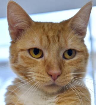 Jewel -  Domestic Short Hair Cat for Adoption in Des Moines, Iowa - Jewel | PetCurious