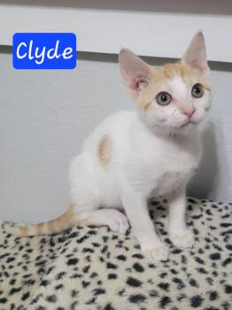Clyde -  Domestic Short Hair Cat for Adoption in Laplace, Louisiana - Clyde | PetCurious