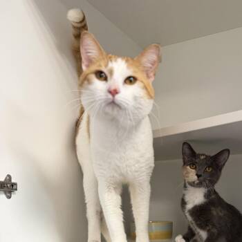 Domestic Short Hair Cats Available for Adoption - Irish Wolfhound | PetCurious