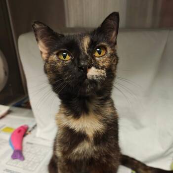 Sugar -  Domestic Short Hair Cat for Adoption in Hendersonville, North Carolina - Sugar | PetCurious