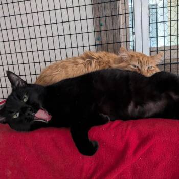 Domestic Medium Hair Cats Available for Adoption in Santa Rosa, California - Mango (bonded With Panther) | PetCurious
