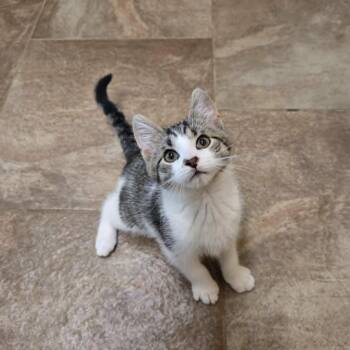 Newt -  Domestic Short Hair Cat for Adoption in Lancaster, Kentucky - Newt | PetCurious