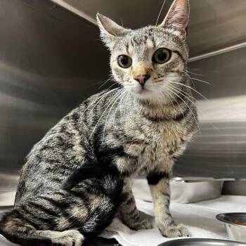 Halo -  Domestic Short Hair Cat for Adoption in Eagle Mountain, Utah - Halo | PetCurious