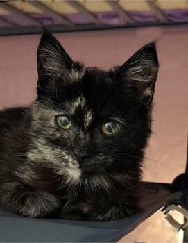 Tortoiseshell and Domestic Short Hair Cats Available for Adoption - Clove Spicewood | PetCurious