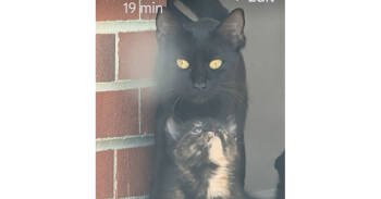 Rescue Domestic Short Hair Cats for Adoption in Virginia Beach, Virginia - Mama Oprah | PetCurious