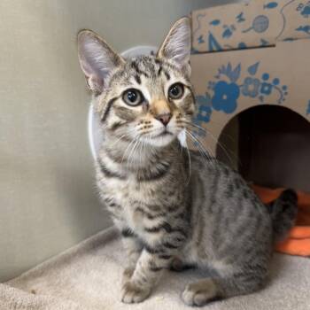 Drizzle (Holland Cat Cove) -  Domestic Short Hair Cat for Adoption in West Olive, Michigan - Drizzle (Holland Cat Cove) | PetCurious