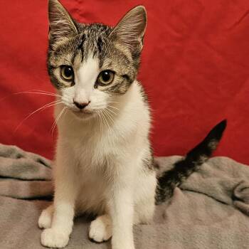 American Shorthair Cats Available for Adoption - Meela | PetCurious