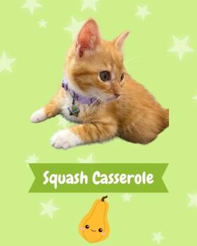 Squash Casserole -  Domestic Short Hair Cat for Adoption in Augusta, Georgia - Squash Casserole | PetCurious