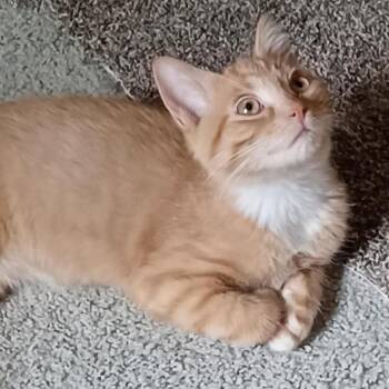 Chase -  Domestic Short Hair Cat for Adoption - Chase | PetCurious