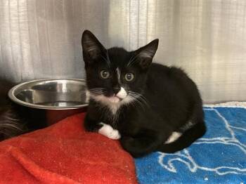 MESSI -  Domestic Short Hair Cat for Adoption in Tustin, California - MESSI | PetCurious
