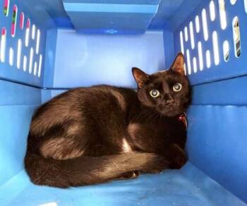 Clay -  Domestic Short Hair Cat for Adoption in Lansing, Michigan - Clay | PetCurious