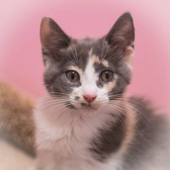 Jazlyn -  Domestic Short Hair Cat for Adoption in St. Augustine, Florida - Jazlyn | PetCurious
