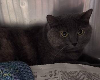 STORMY -  Domestic Short Hair Cat for Adoption in Olathe, Kansas - STORMY | PetCurious